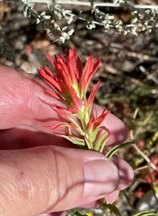 Castilleja linariifolia