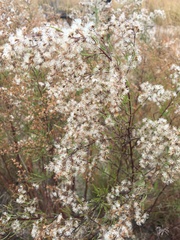 Symphyotrichum subulatum