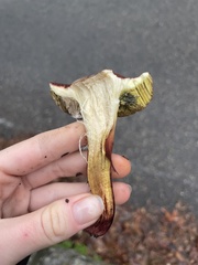 Hypomyces chrysospermus
