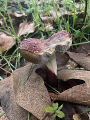 Hypomyces chrysospermus