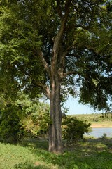 Diospyros mespiliformis