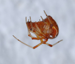 Parasteatoda lunata