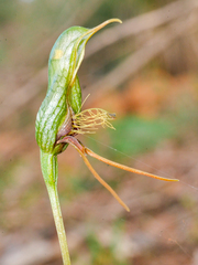 Pterostylis barbata
