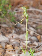 Pterostylis barbata