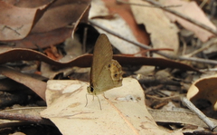 Hypocysta pseudirius