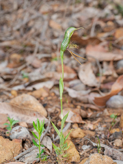 Pterostylis barbata