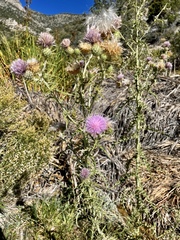 Cirsium neomexicanum
