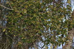 Notothixos subaureus