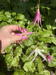 Erythronium revolutum