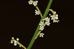 Leptomeria drupacea