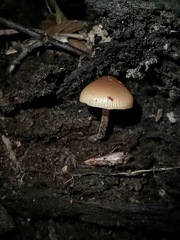 Psilocybe caerulipes