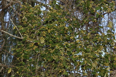 Notothixos subaureus