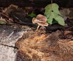 Psilocybe caerulipes