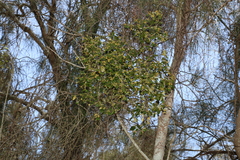 Notothixos subaureus