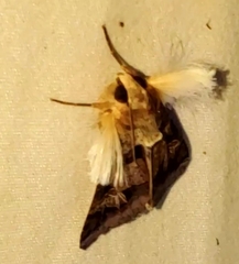 Melipotis agrotoides