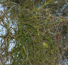 Viscum articulatum