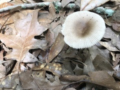 Amanita virginiana