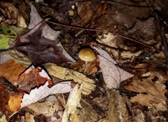 Psilocybe caerulipes