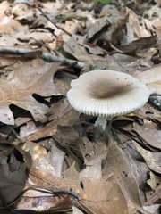 Amanita virginiana