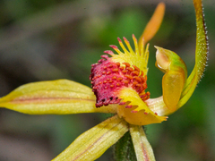 Caladenia longiclavata