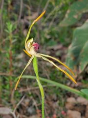 Caladenia longiclavata