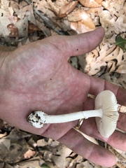 Amanita virginiana