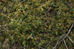 Notothixos subaureus