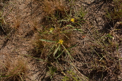 Geigeria burkei