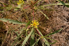 Geigeria burkei
