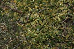 Notothixos subaureus