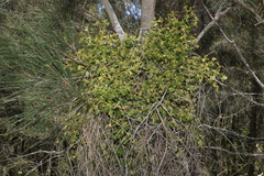 Notothixos subaureus