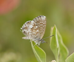 Theclinesthes serpentata