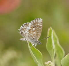 Theclinesthes serpentata