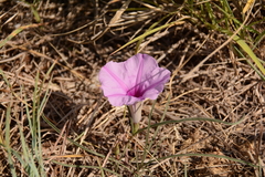 Ipomoea bolusiana
