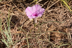 Ipomoea bolusiana