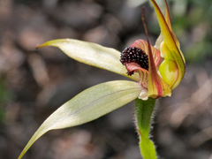 Caladenia macrostylis