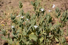 Ecbolium glabratum