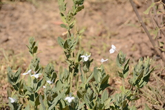 Ecbolium glabratum