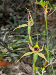 Caladenia macrostylis