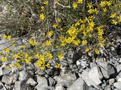 Senecio flaccidus