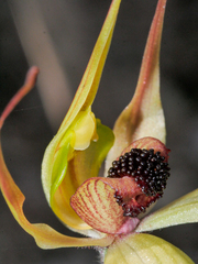Caladenia macrostylis