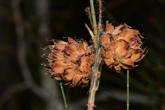 Cylindrococcus spiniferus