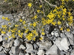 Senecio flaccidus