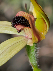 Caladenia macrostylis