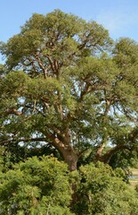 Ficus sycomorus sycomorus