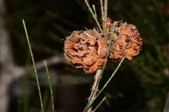 Cylindrococcus spiniferus