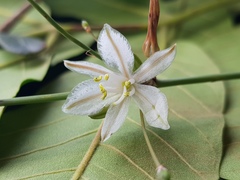 Chlorophytum galpinii