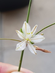 Chlorophytum galpinii
