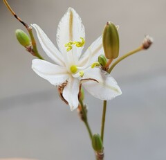 Chlorophytum galpinii