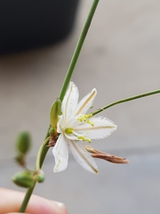 Chlorophytum galpinii
